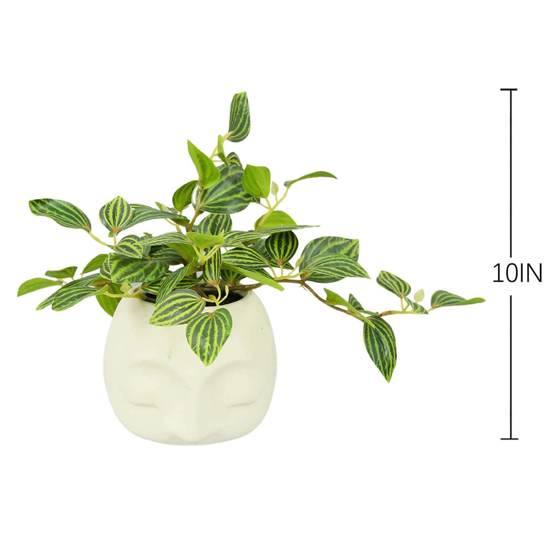 Taro in Face Pot, 10"