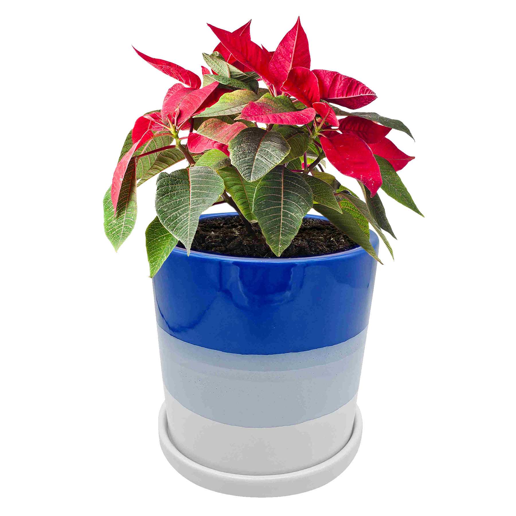 Sunny Club Indoor Blue Ceramic Ombre Planter, 6"