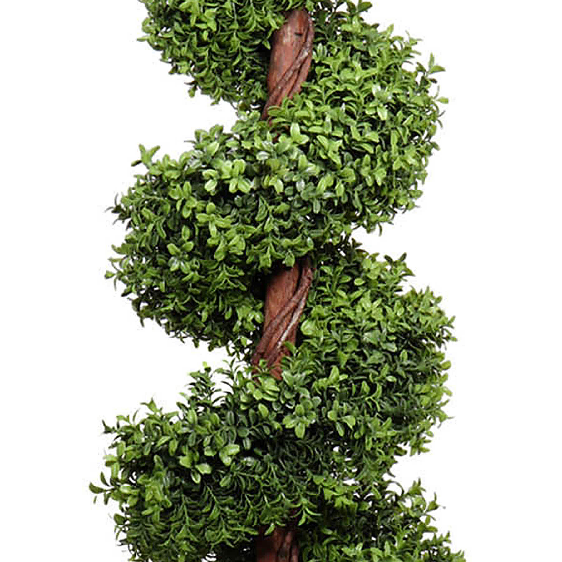 Spiral Topiary in Black Pot, 60"