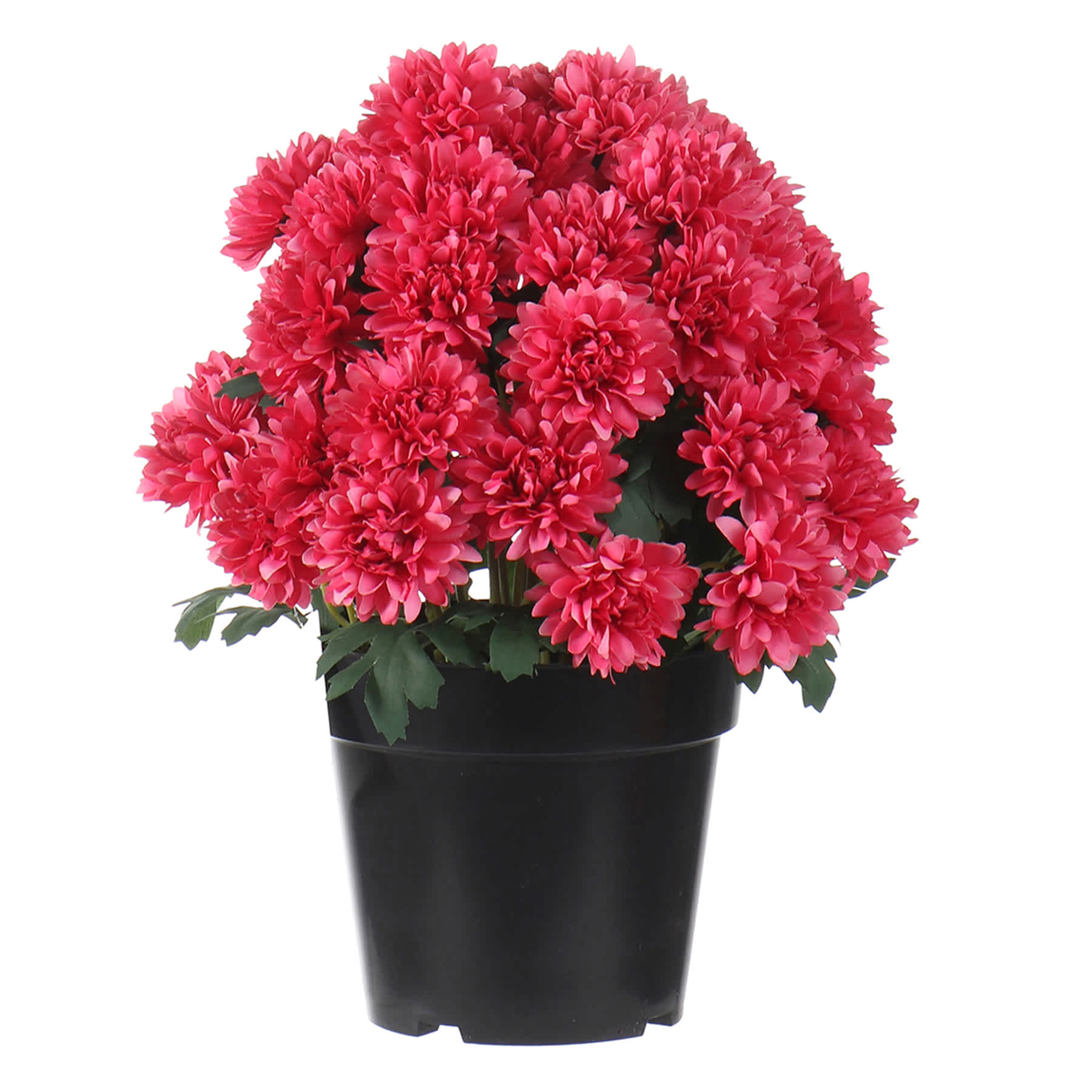 Pink Mum Flower in Black Plastic Pot, 13"
