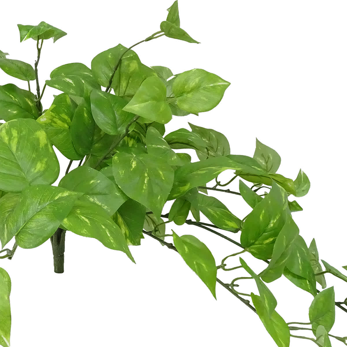 Pothos Hanging Bush, 26"