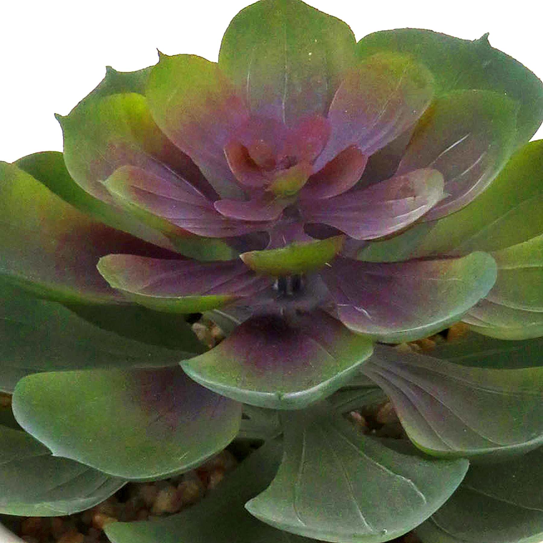 Purple Echeveria in White Pot, 5"