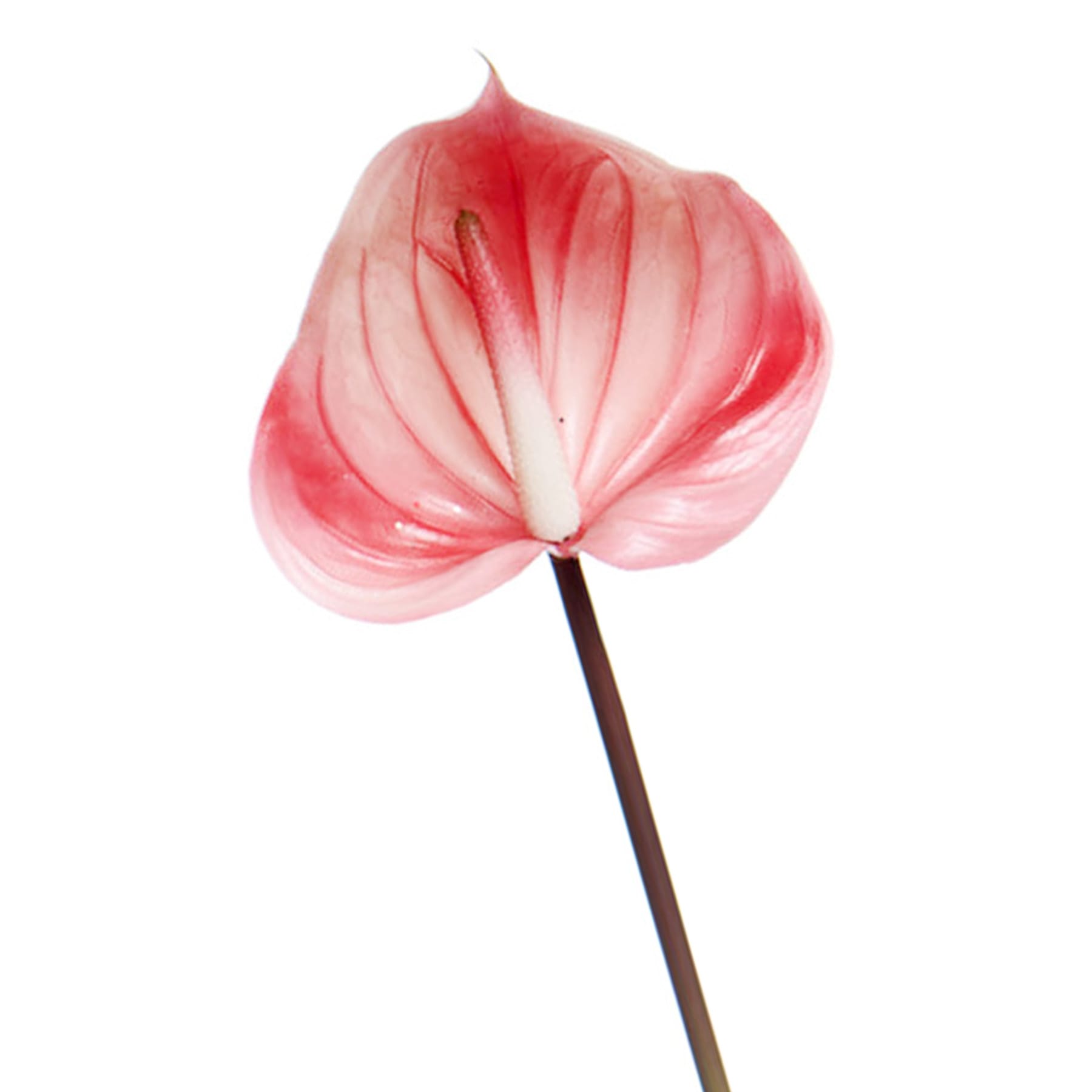 Pink Anthurium Stem, 27"