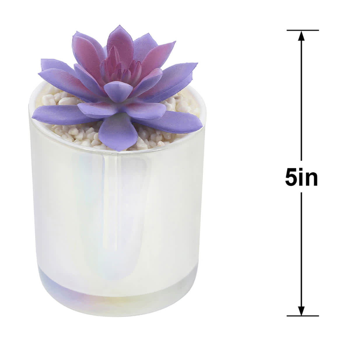 Purple Echeveria in White Vase, 5"