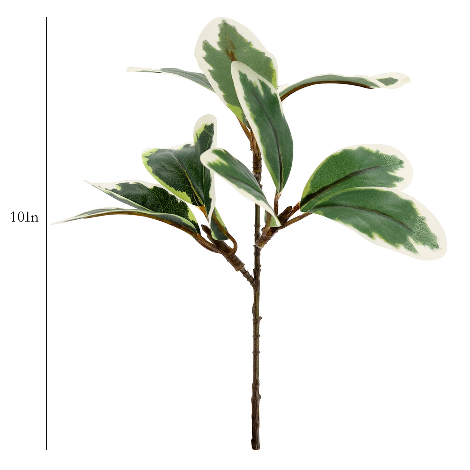 Variegated Pittosporum Pick, 10"