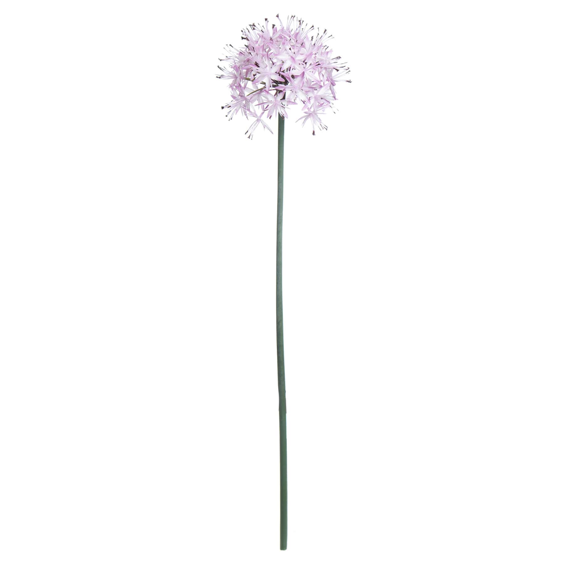 White Allium Stem, 29"