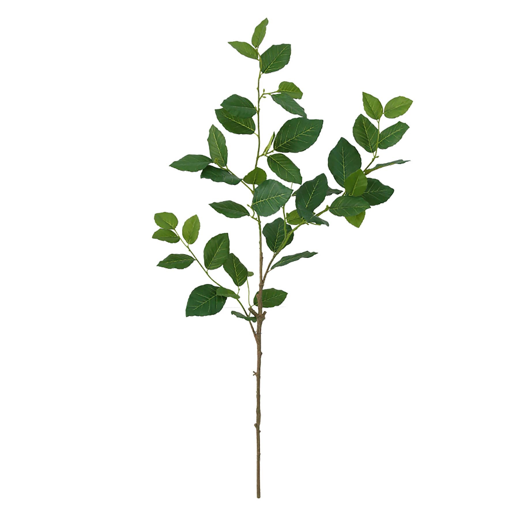 Aglaia Odorata Leaves Stem, 35"