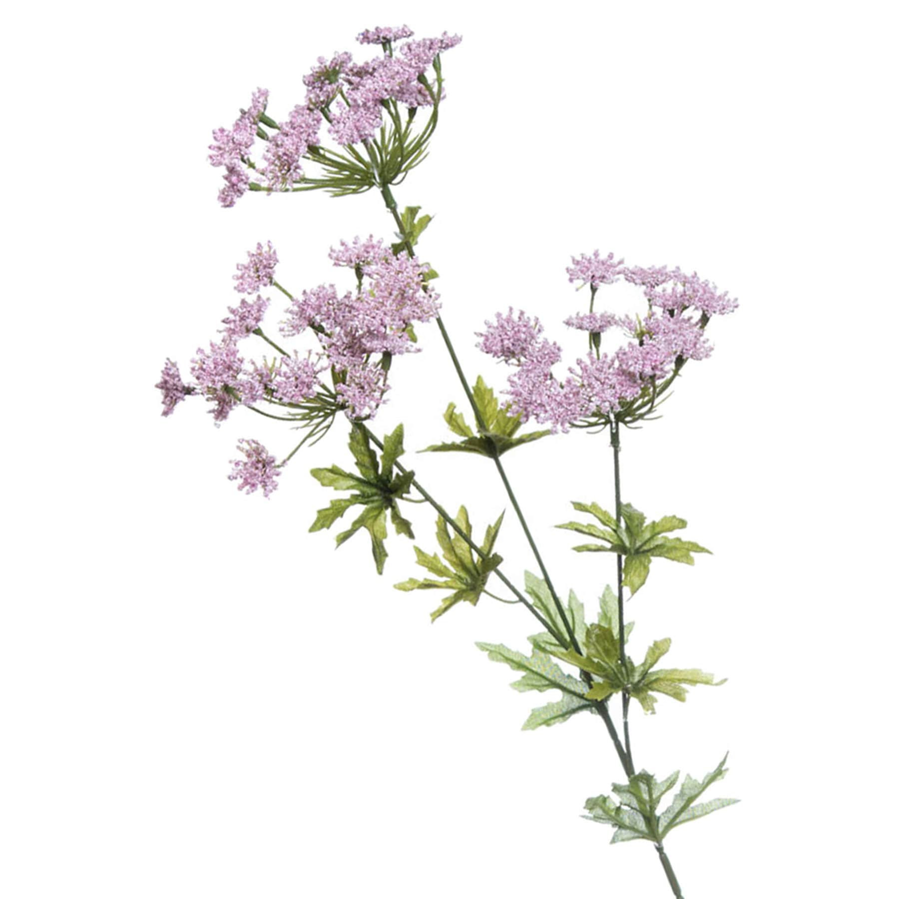 Purple Queen Ann Lace Spray, 31"