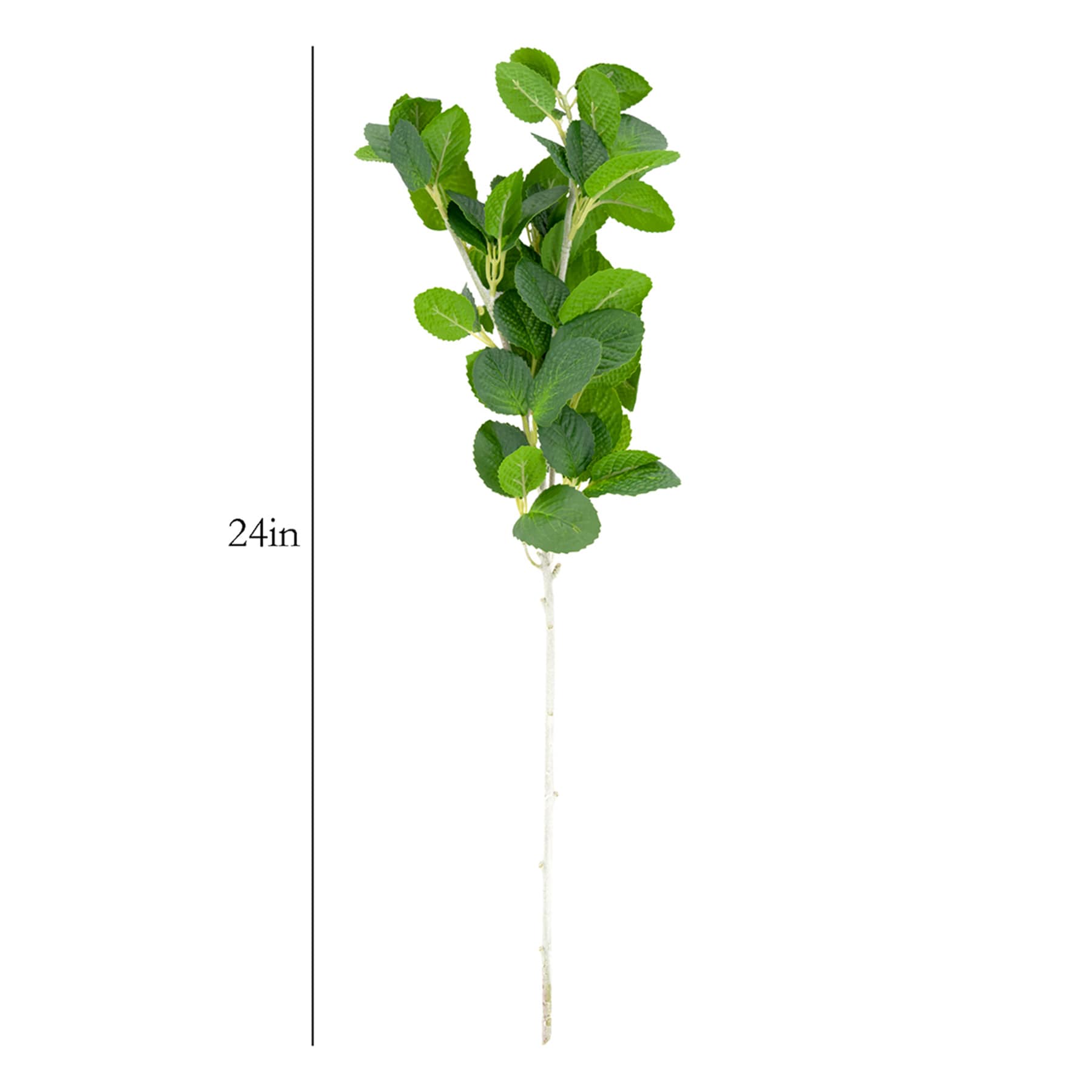Silver Leaf Whitebeam Stem, 24"