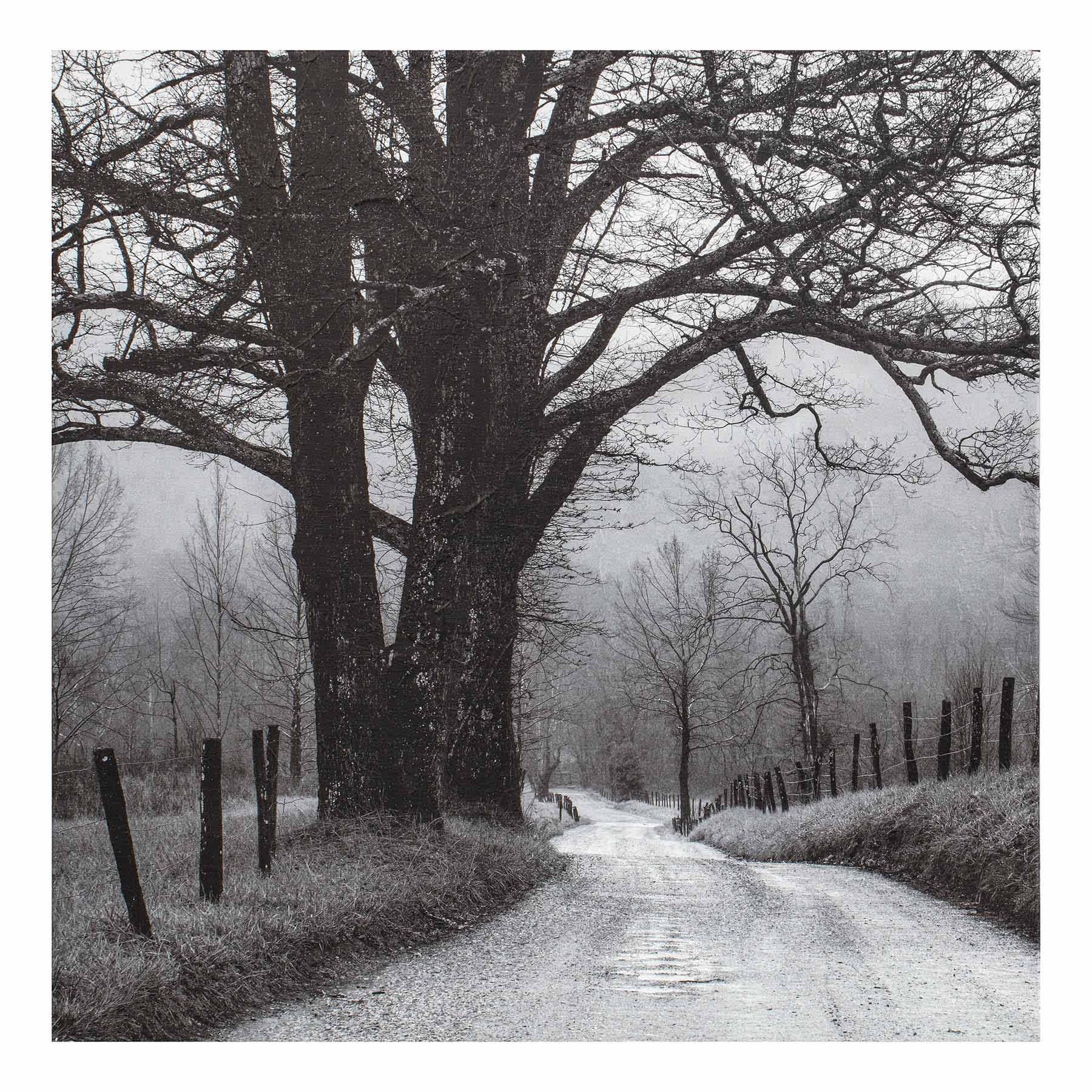 Black Tree Road Canvas Wall Art, 30"