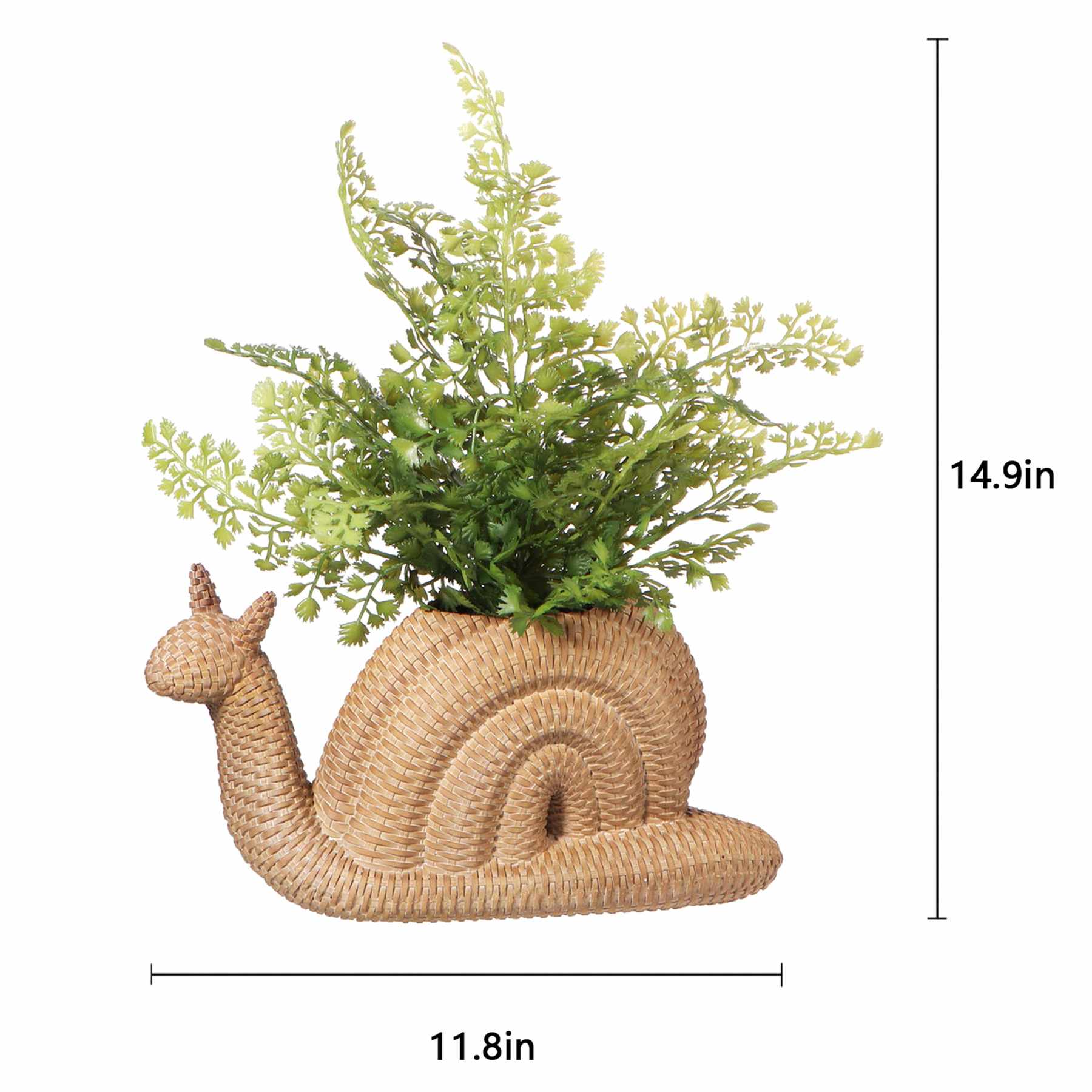 Fern in Snail Pot