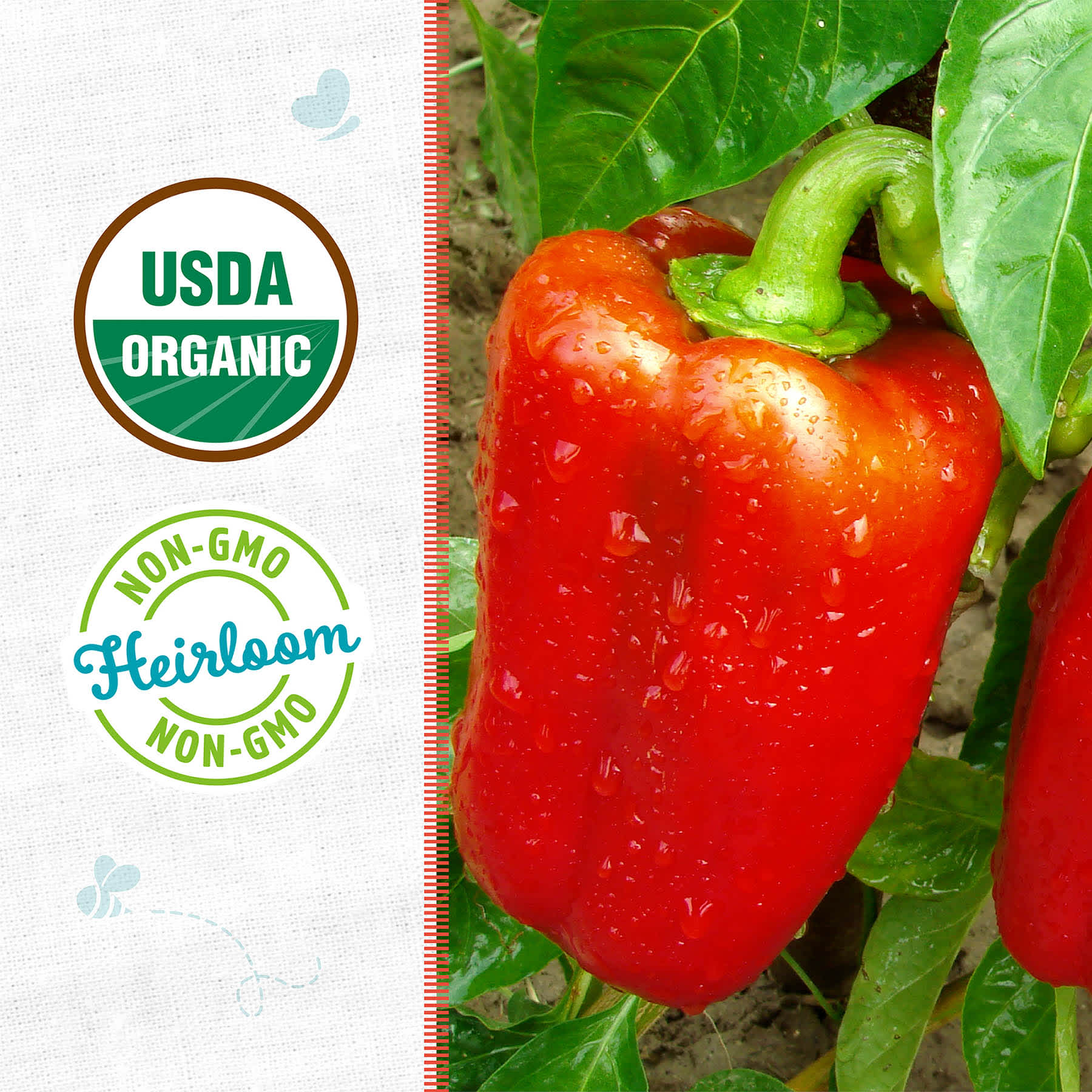 Back to Roots Heirloom Seeds, Bell Pepper Cal Wonder