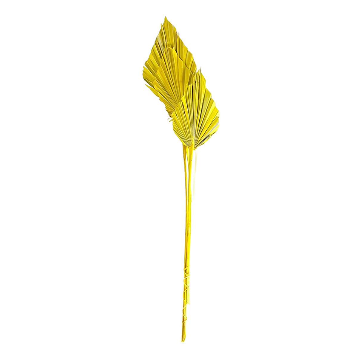 Yellow Palm Spear, 19"
