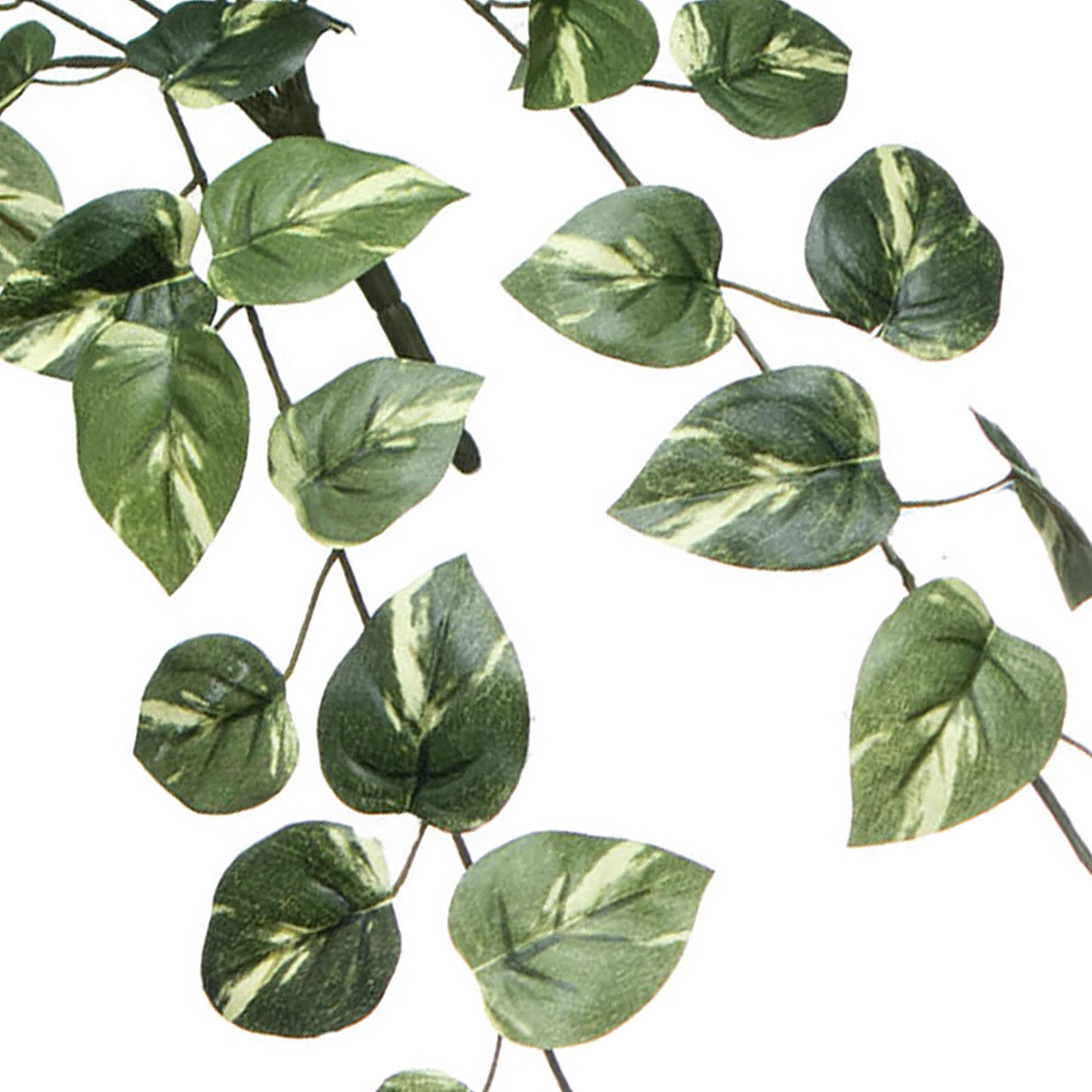 Pothos Hanging Bush, 31"