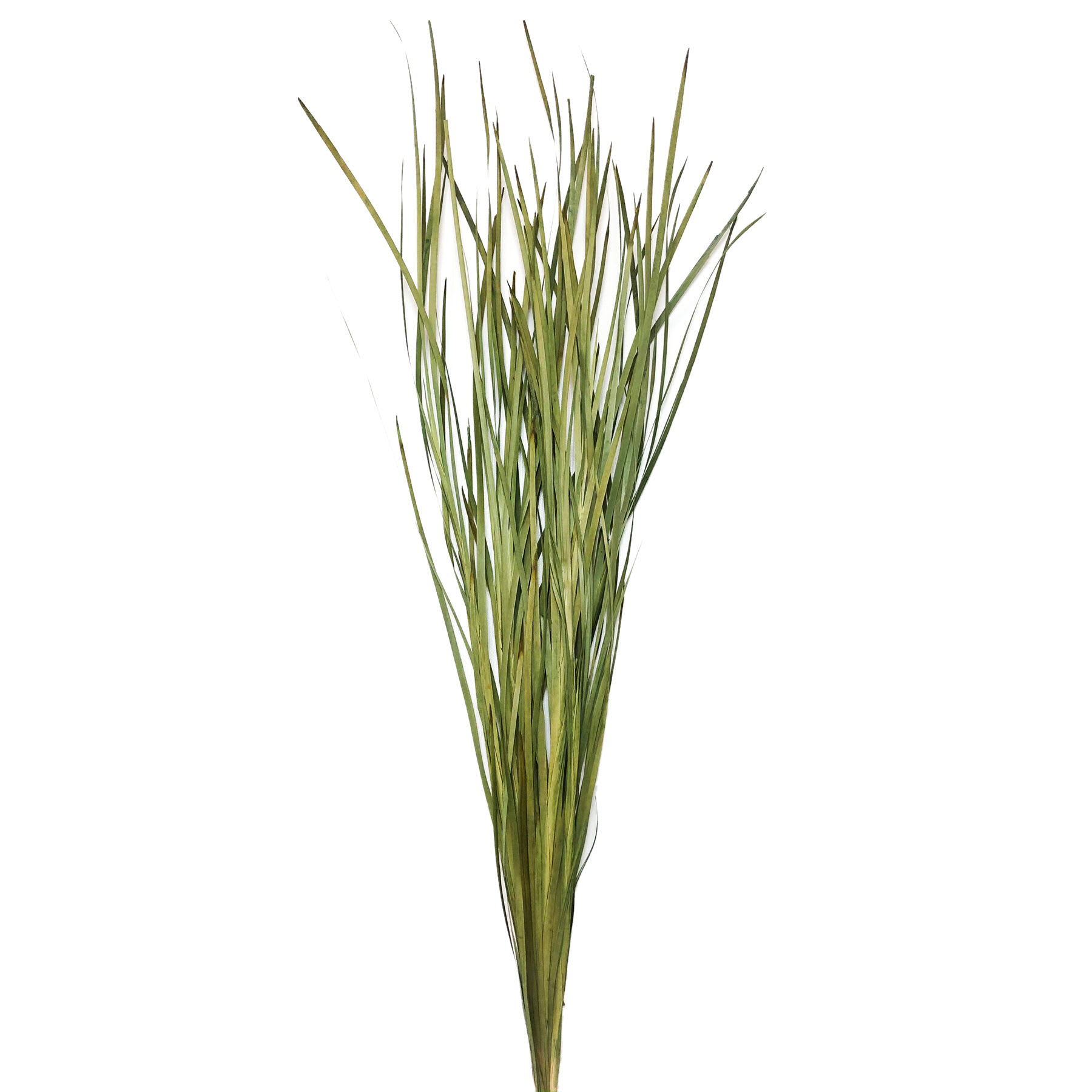 Green Magnolia Flax Grass Bundle, 42"