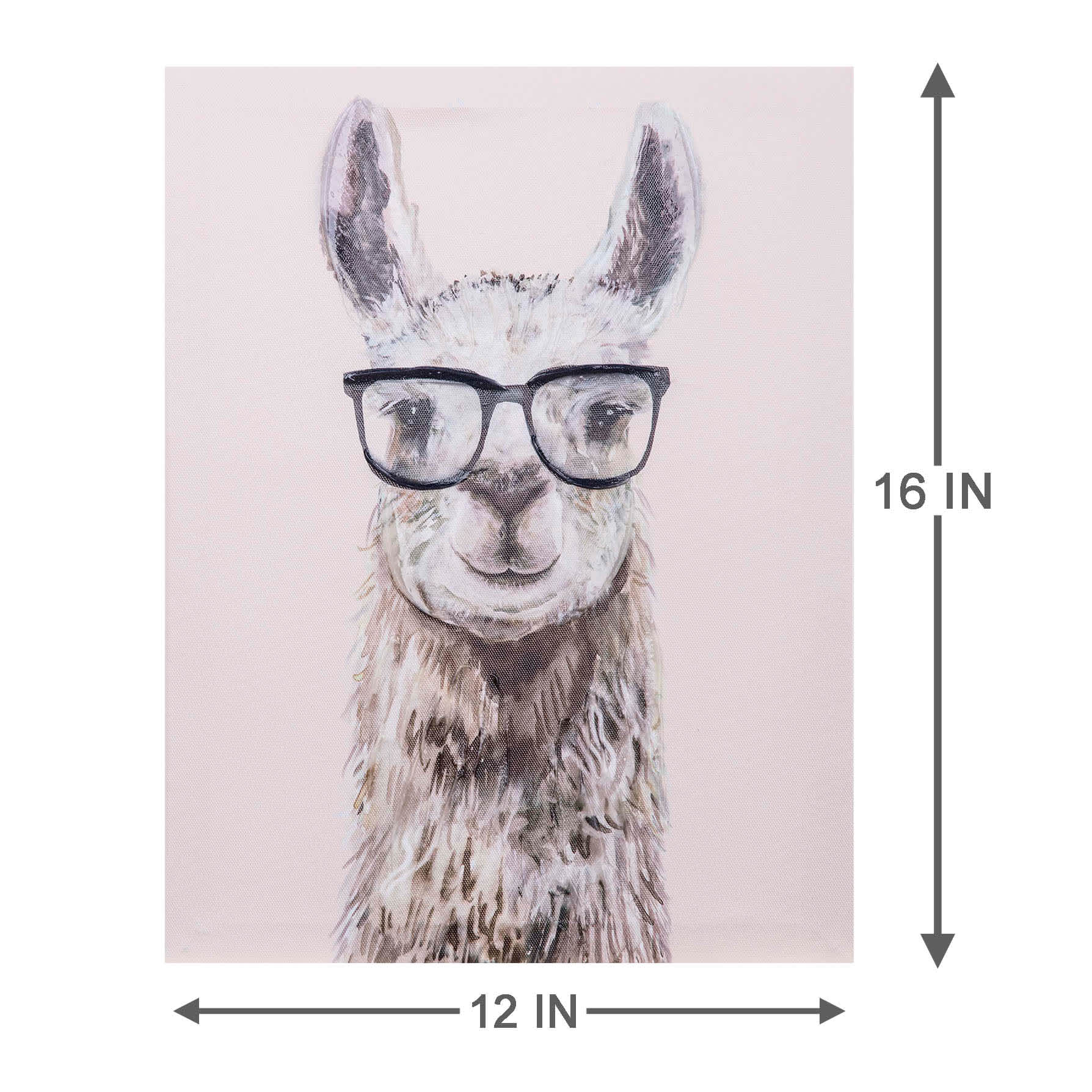 Llama Glasses Canvas Wall Art, 12x16