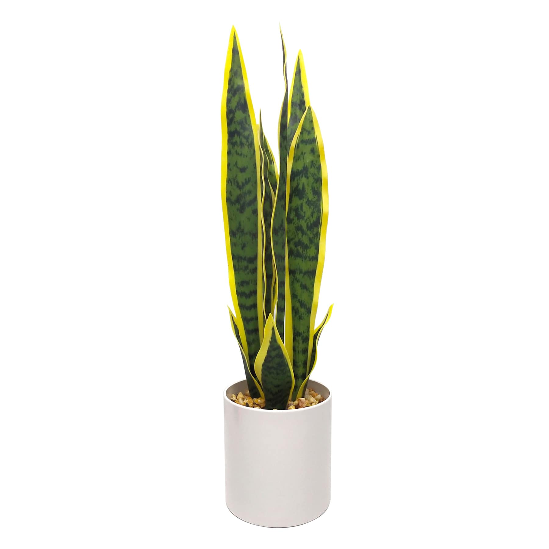 Snake Plant with White Planter, 20"