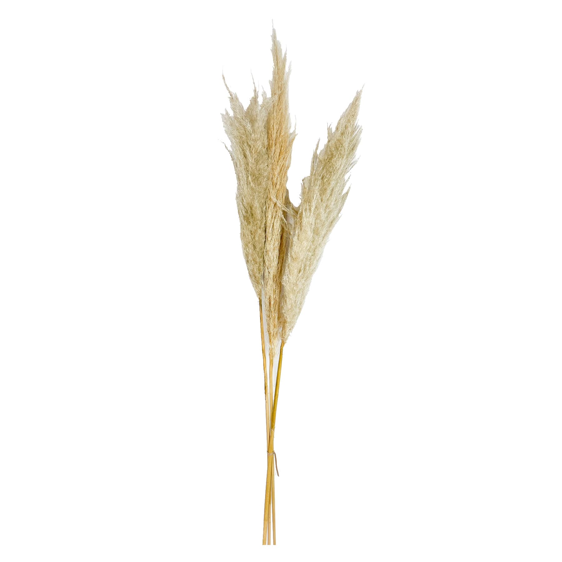 3-Piece Pampas Grass Bundle, 48"