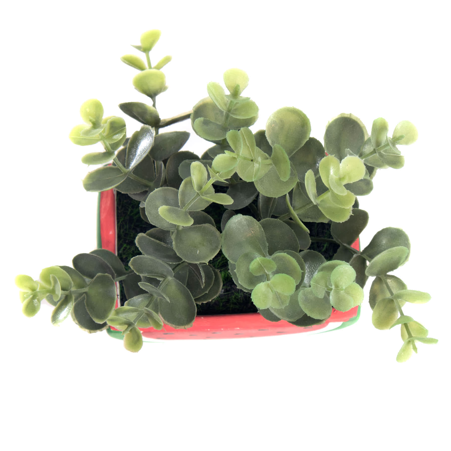 Grass in Ceramic Watermelon Shaped Pot, 6"