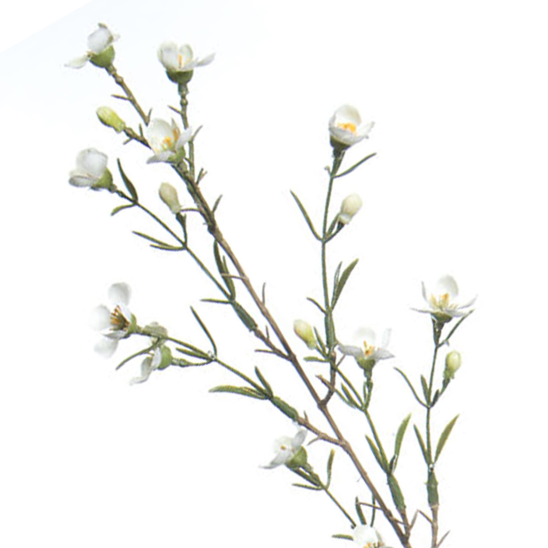Willow Crossley White Wax Flower Spray, 30"