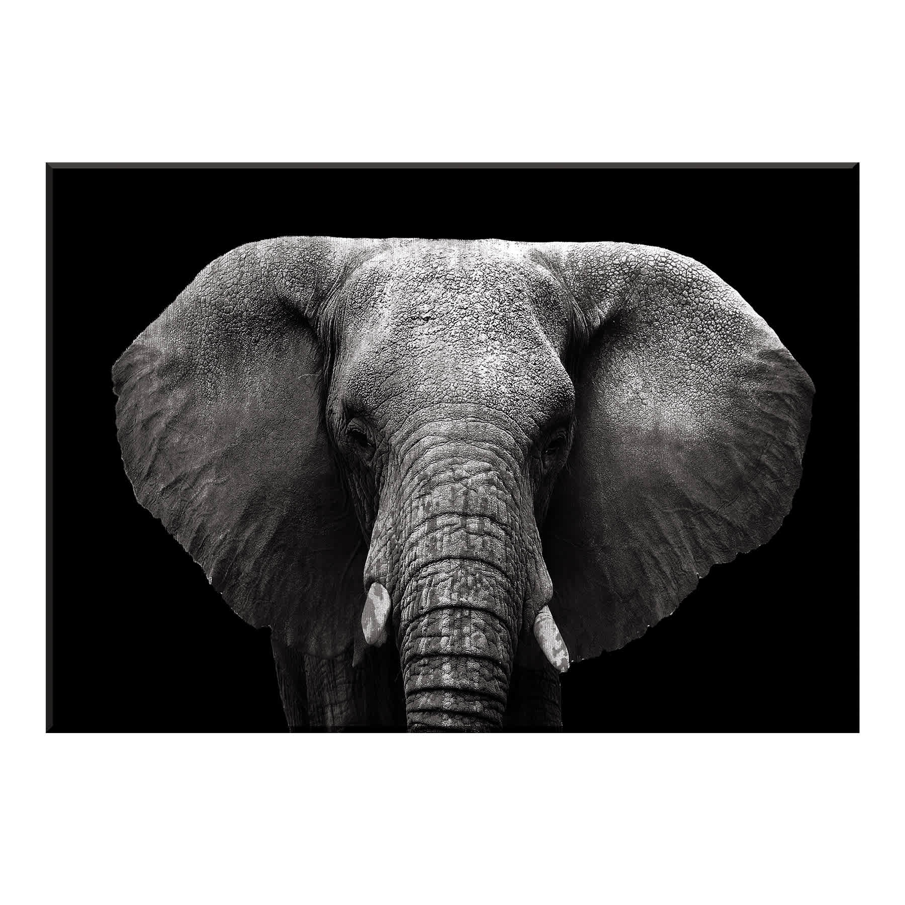 Elephant Canvas Wall Art, 18x26
