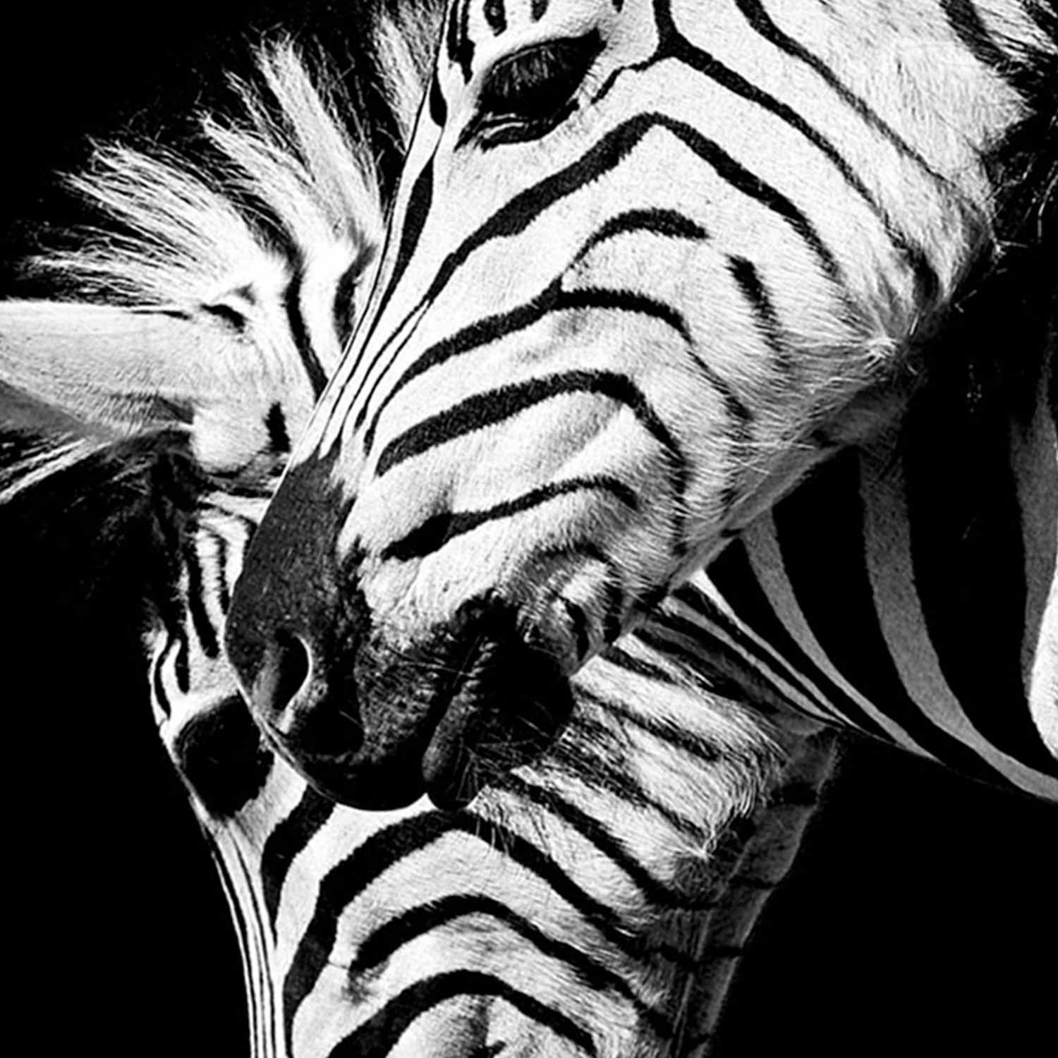 Zebras Block, 8x10
