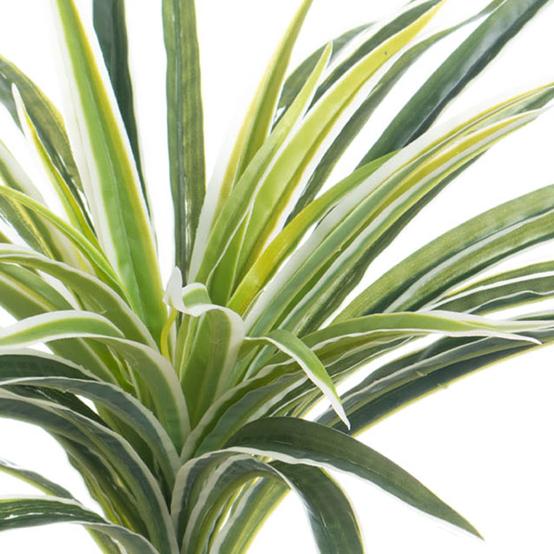 Indoor & Outdoor Spider Bush, 19"