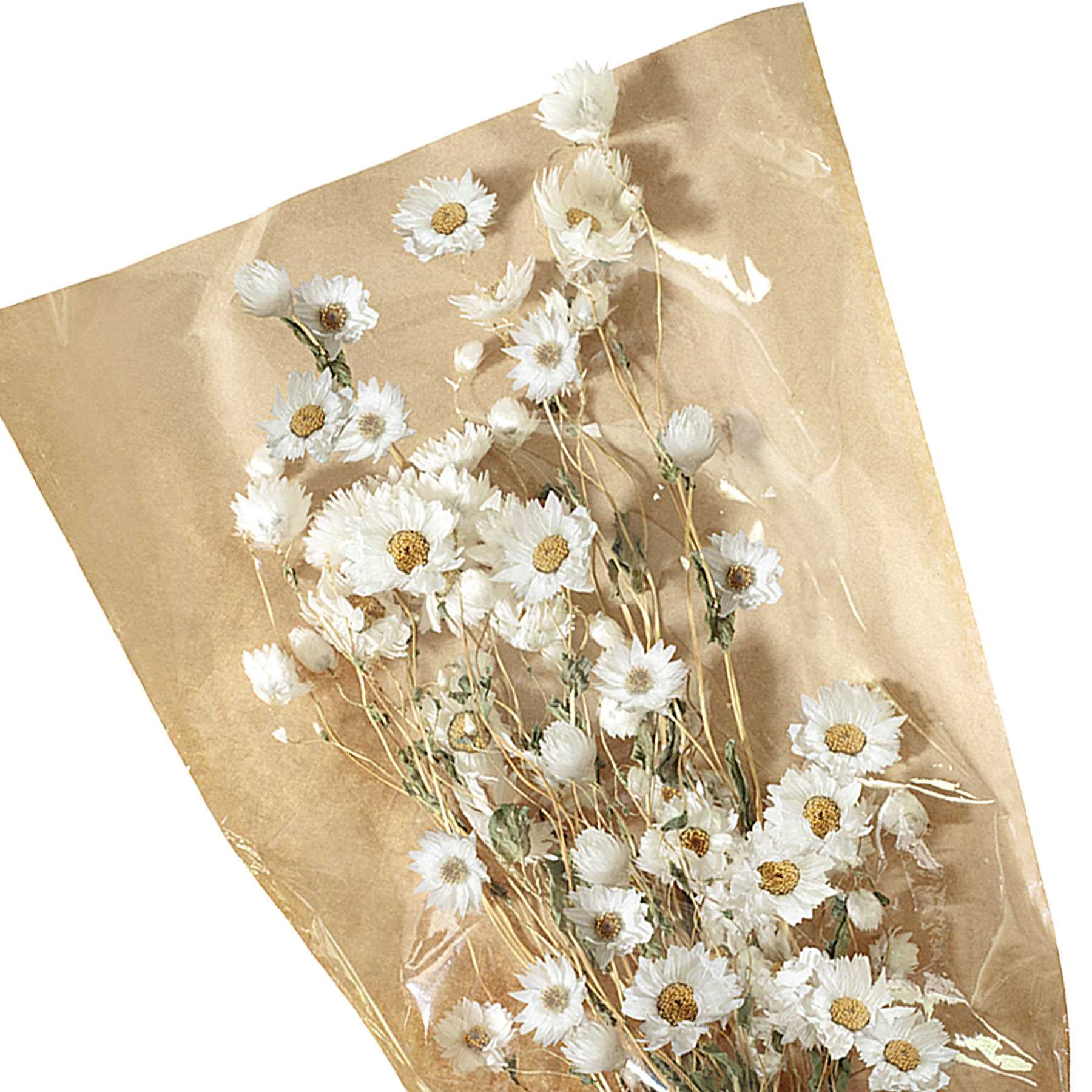 Willow Crossley White Daisy Bundle, 19.5"