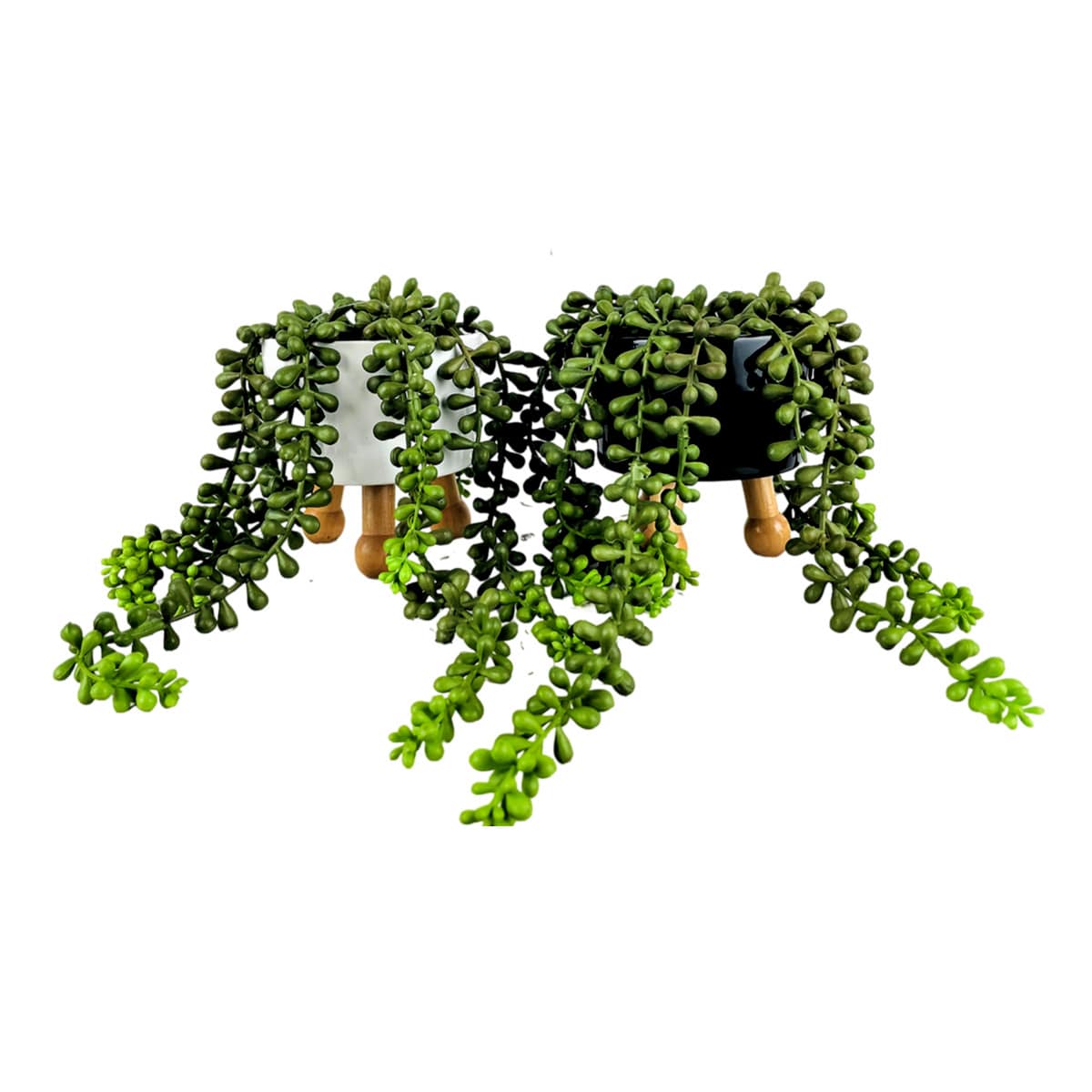 String of Pearls in Tripod Pot, 12"