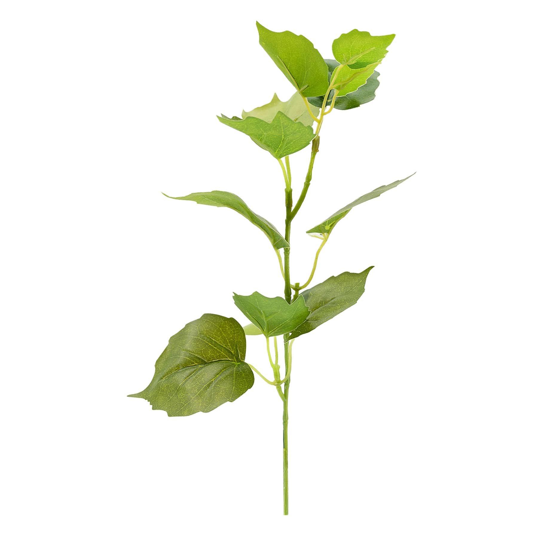 Tomentosum Geranium Pick, 12"