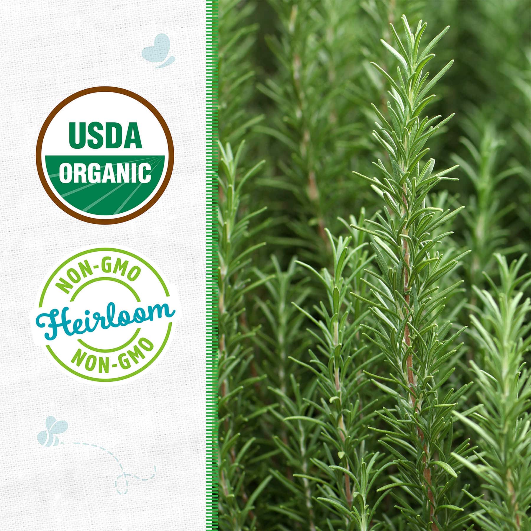 Back to Roots Heirloom Seeds, Rosemary