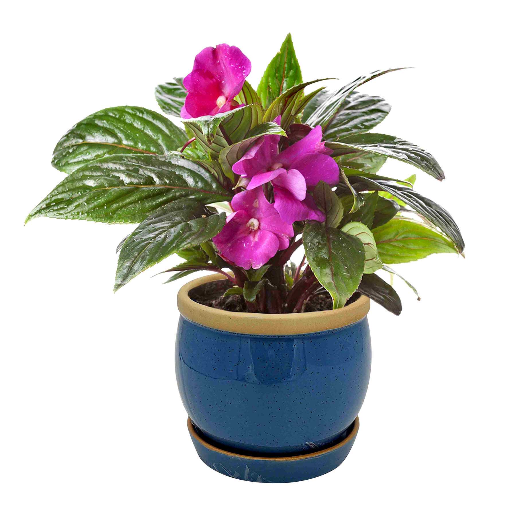 Indoor Kira Bright Blue Planter, 4"