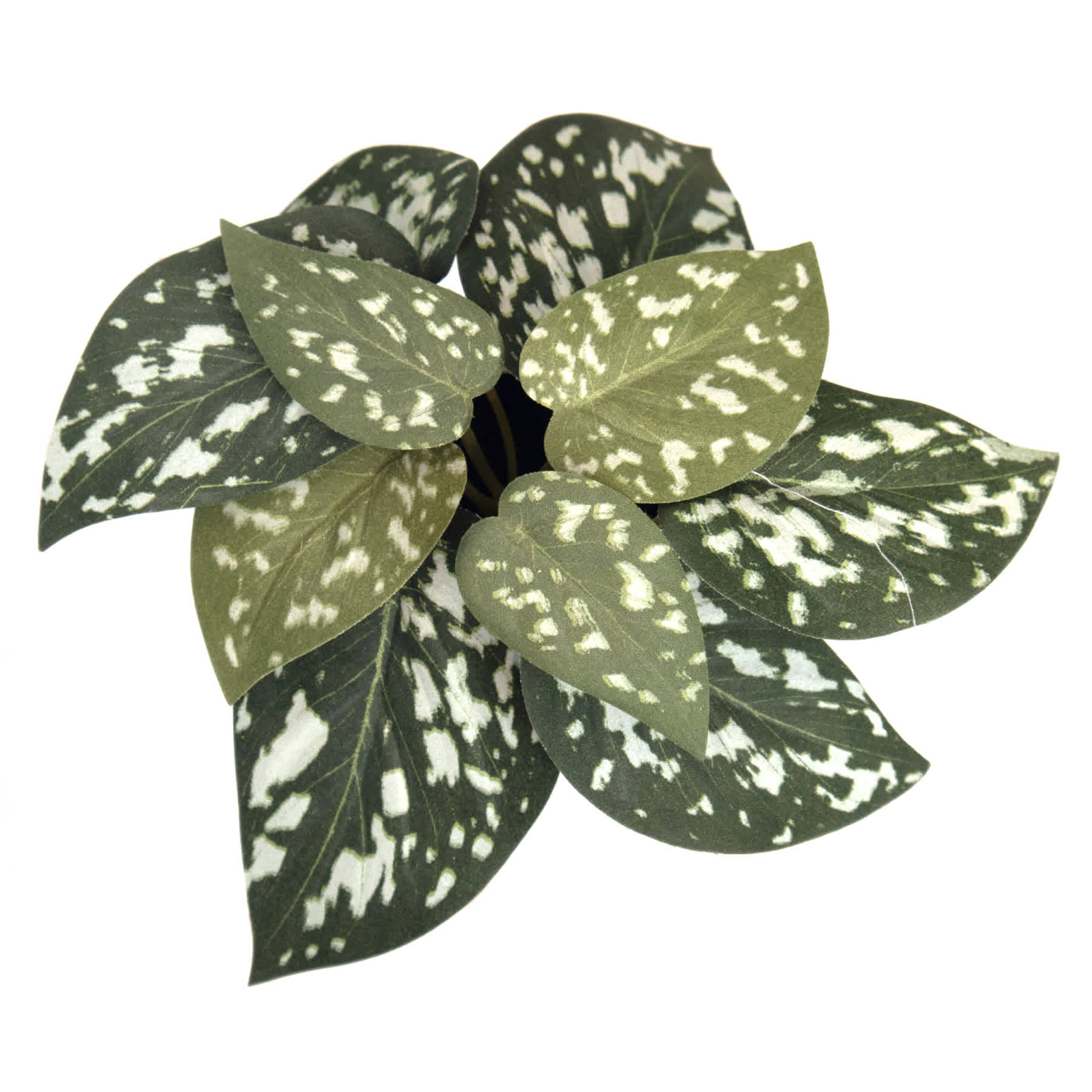 Begonia Leaf in Ceramic Pot, 7"