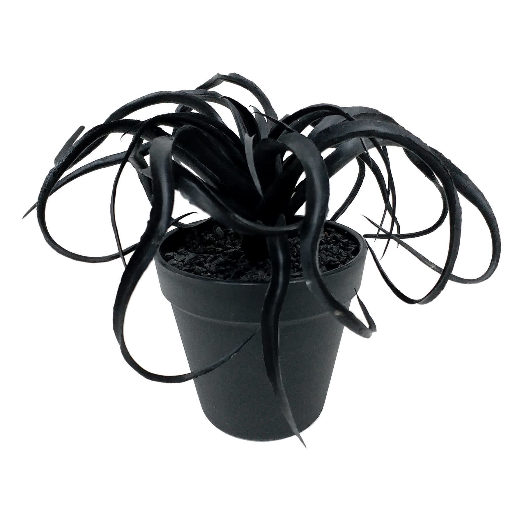 Spellbound Black Air Plant Arrangement, 6"