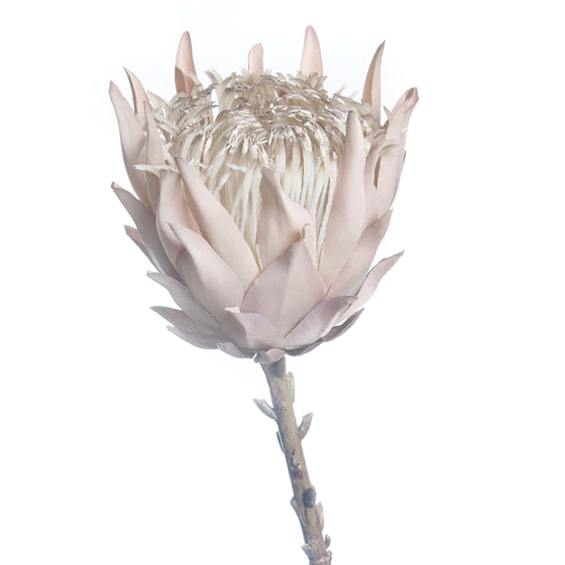Tracey Boyd Light Pink Protea Stem, 27"