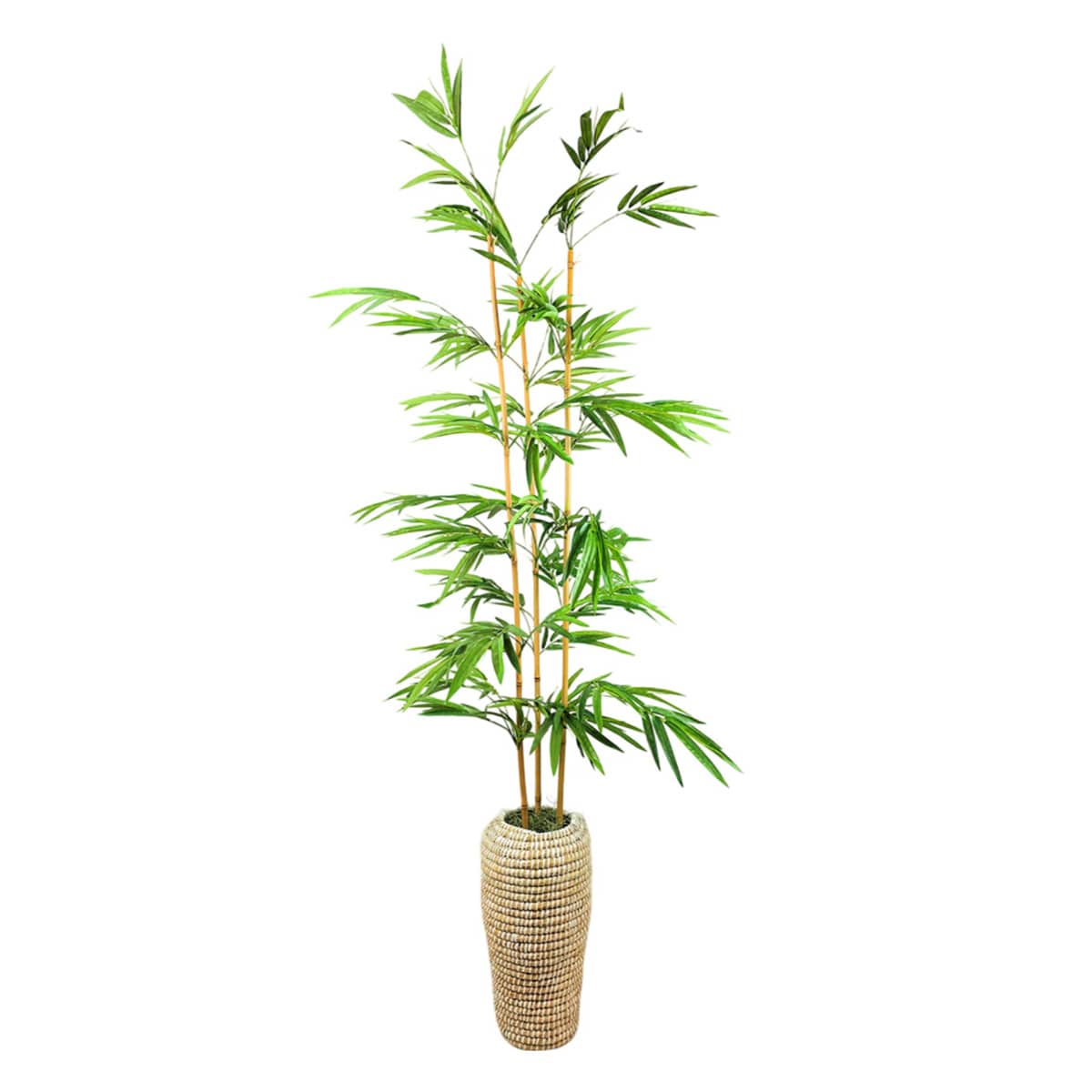 Bamboo Tree in Urn Basket, 6.5'