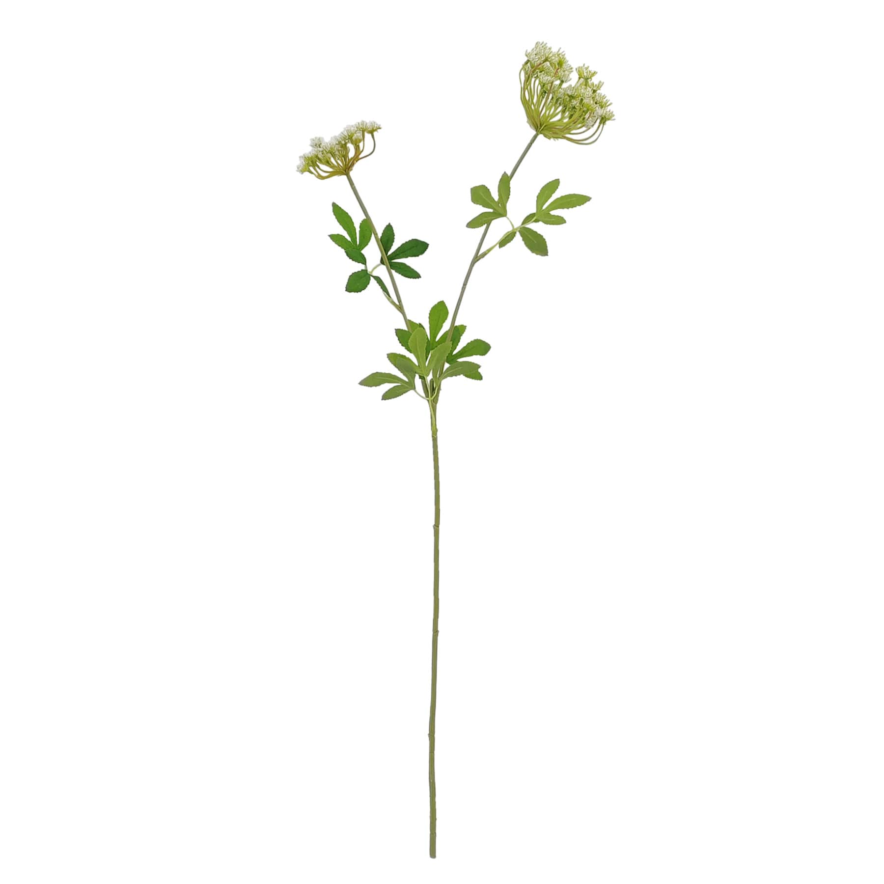 Green Queen Anne's Lace Stem, 30"