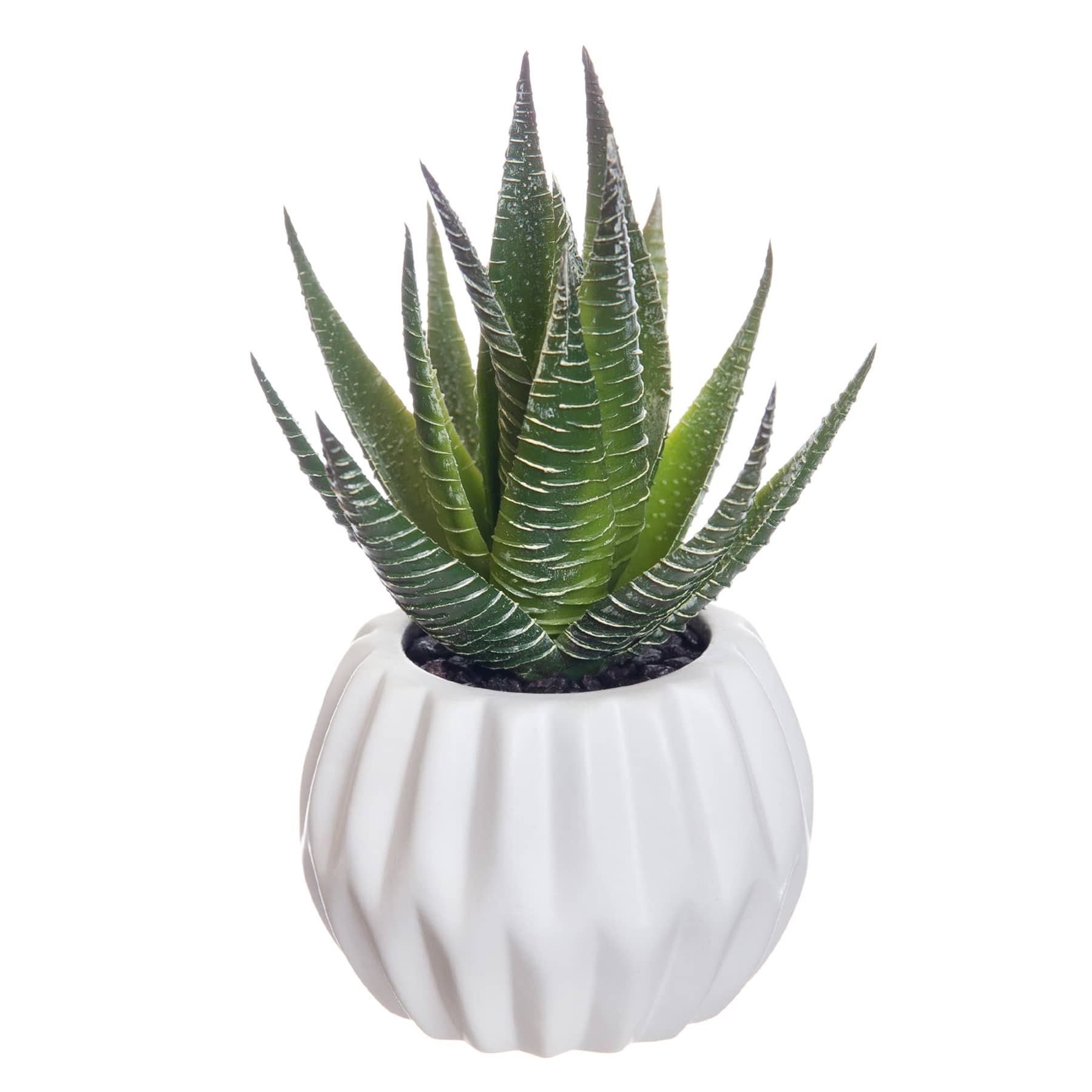 Succulent with White Planter, 5.5"