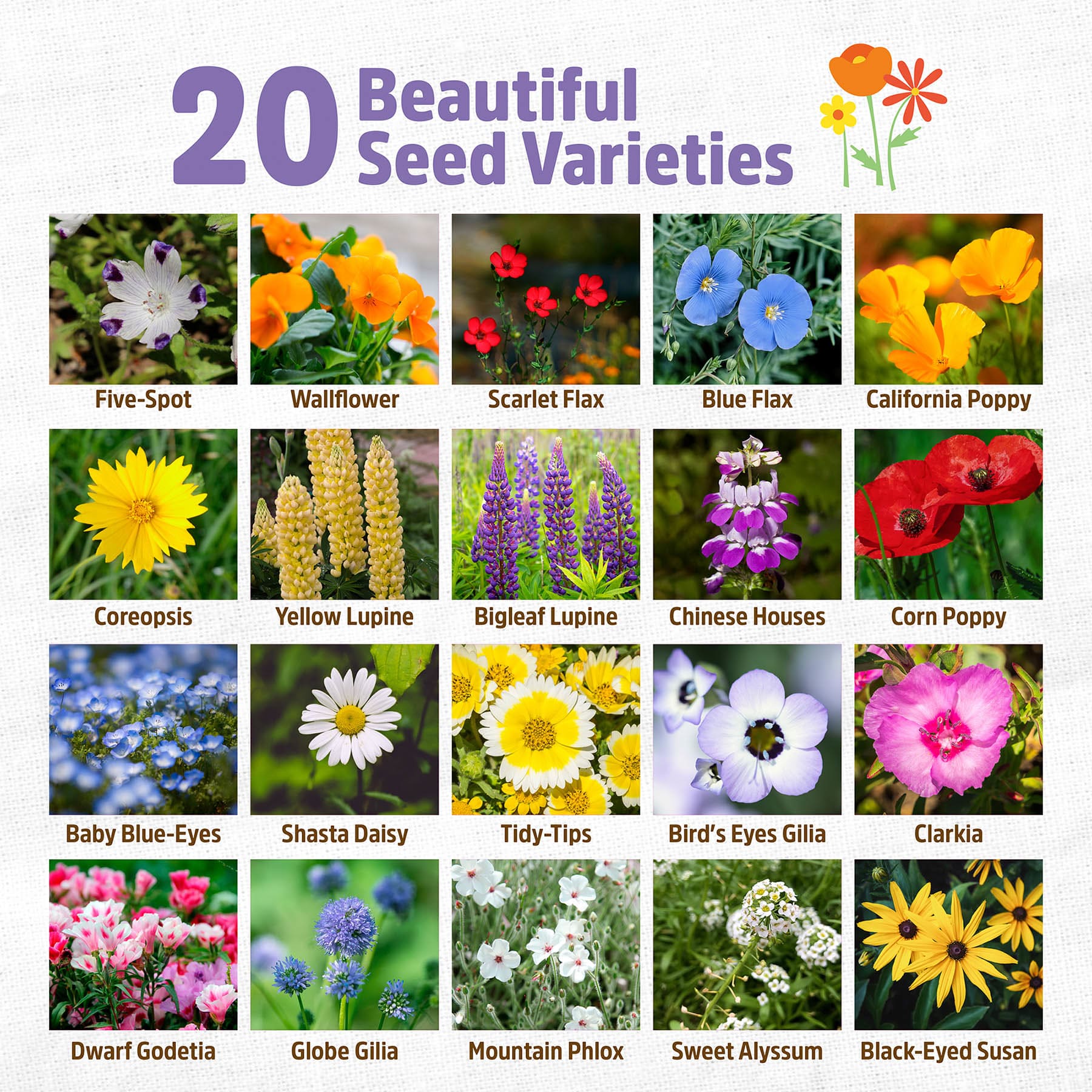 Back to Roots Organic Wildflower Seed Mix Value, 1.4oz
