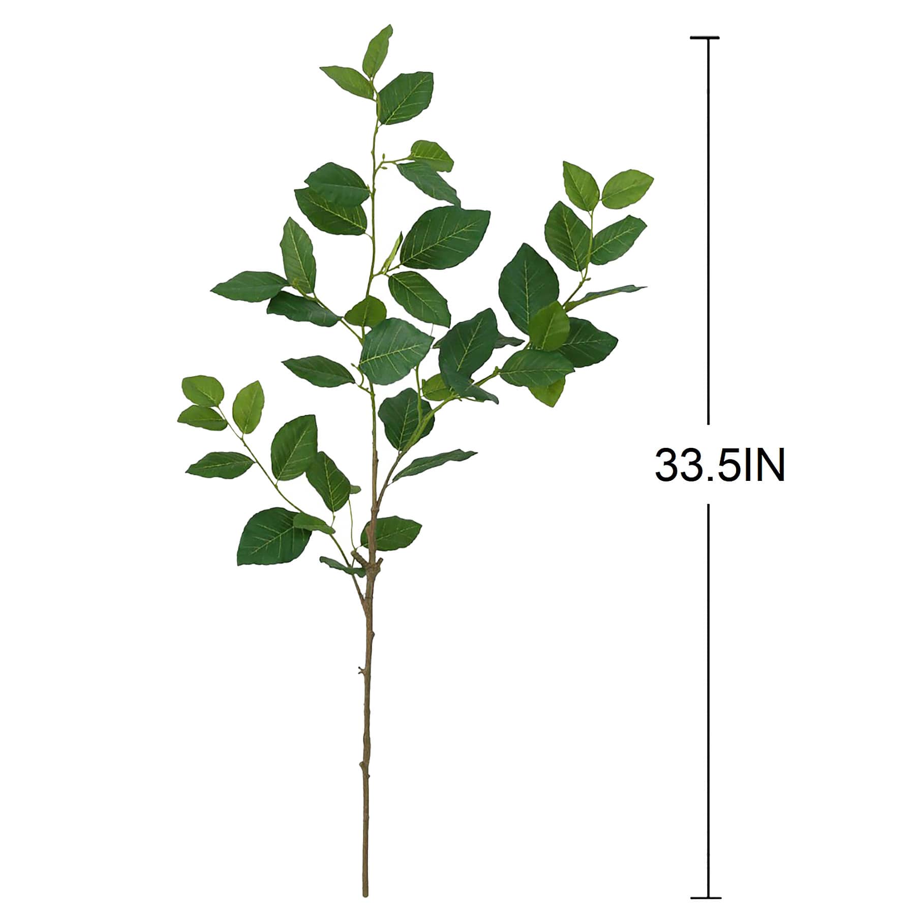 Aglaia Odorata Leaves Stem, 35"