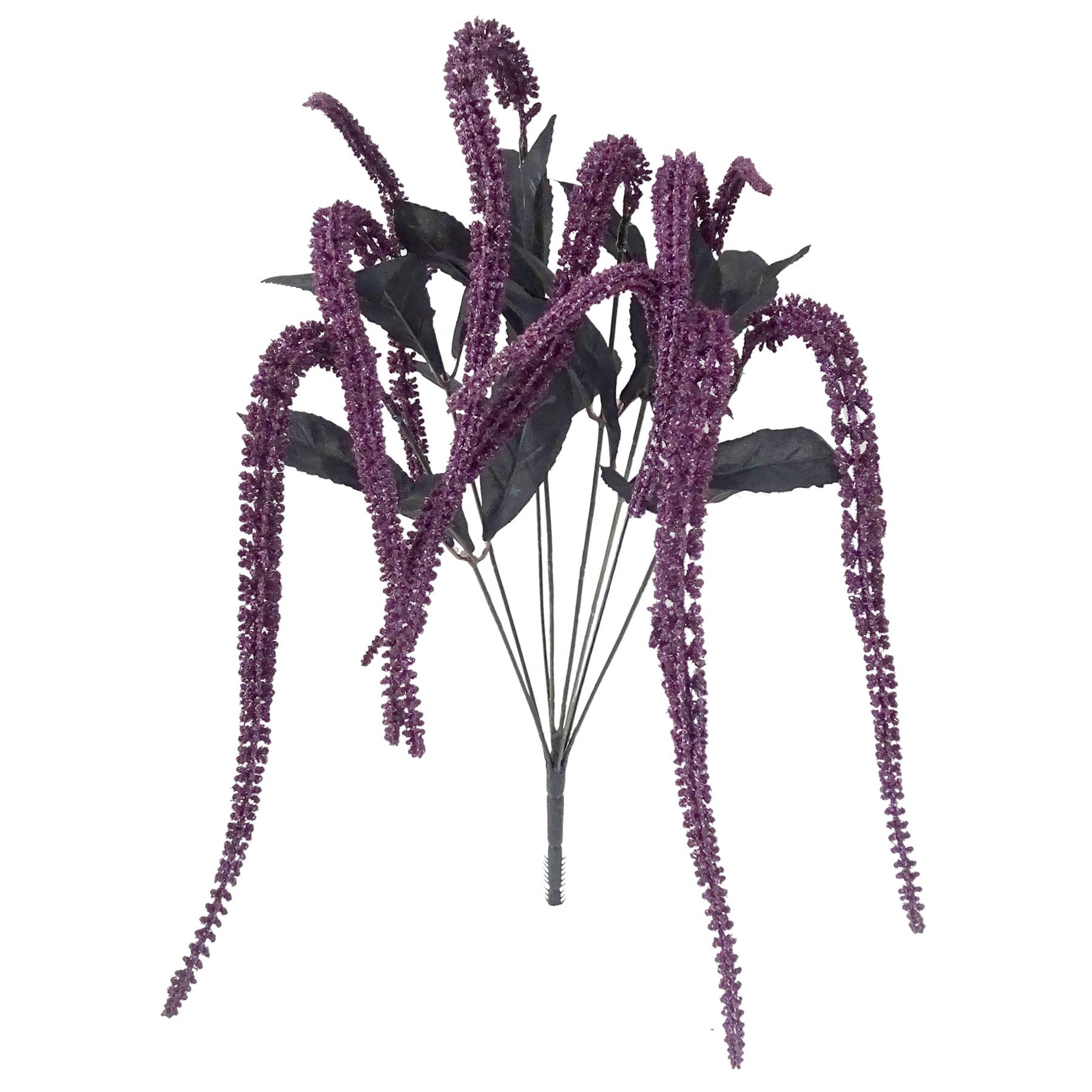 Grim Gardens Purple Amaranthus Bush