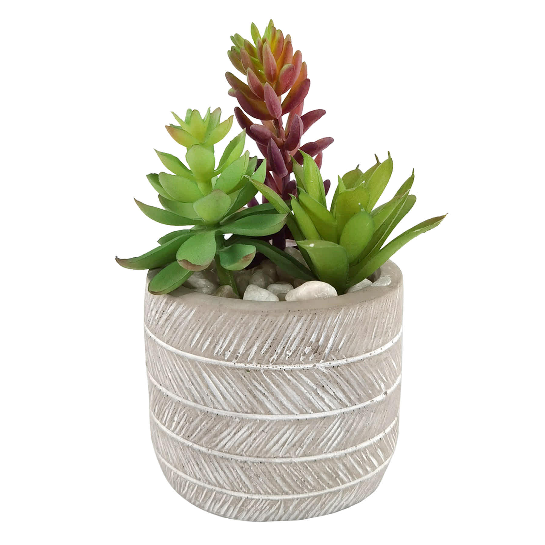 Succulents in Grey Cement Pot, 5.5"