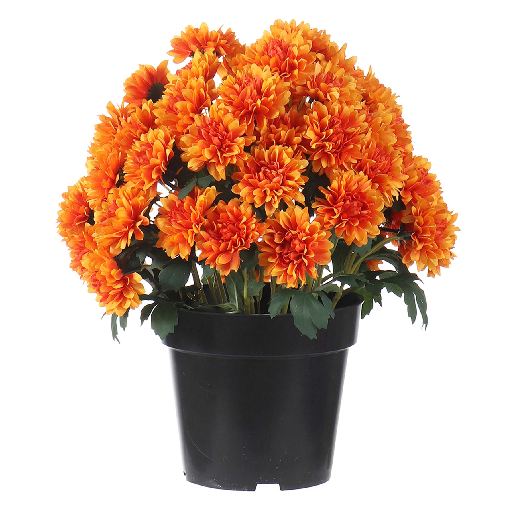 Orange Mum Flower in Black Plastic Pot, 13"