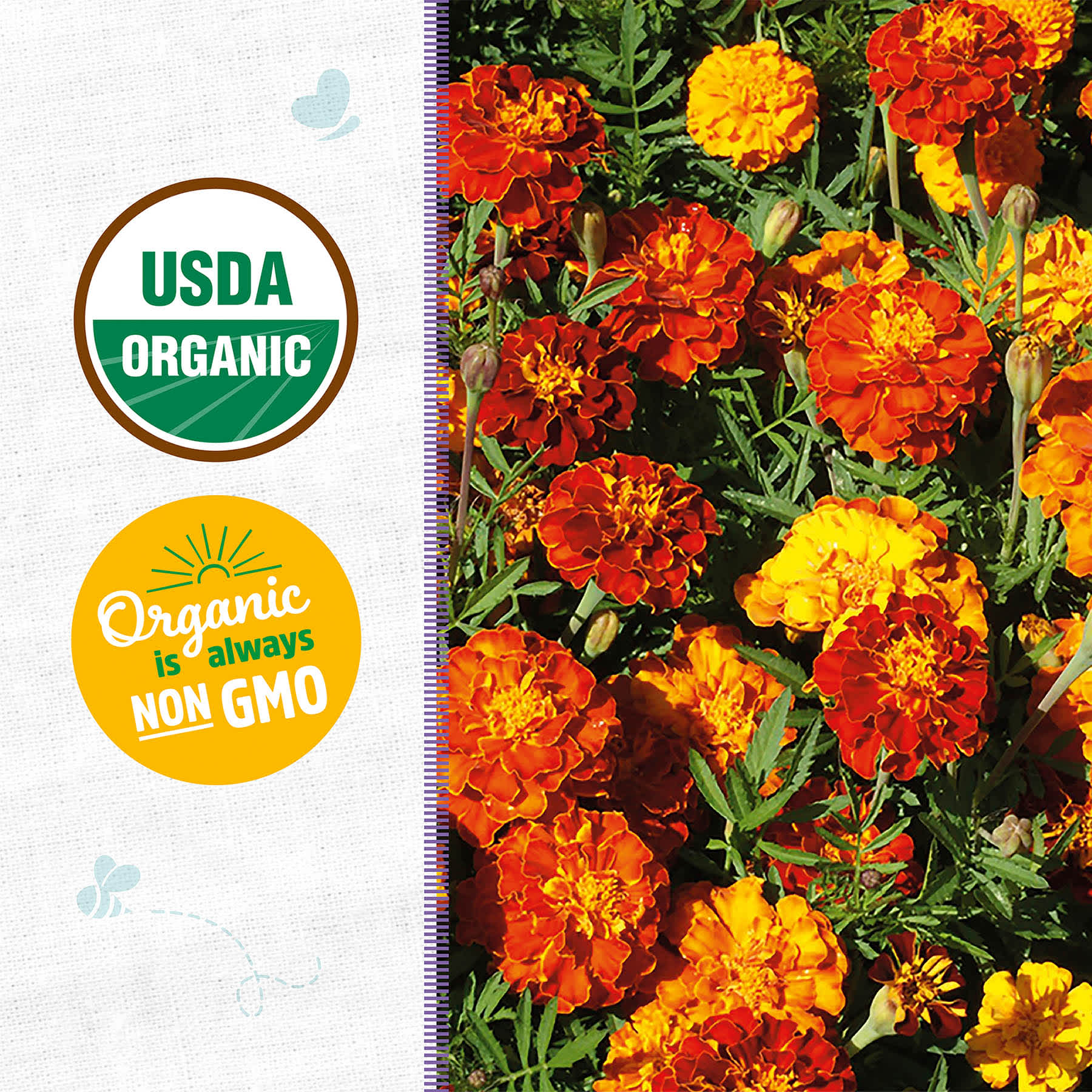 Back to Roots Heirloom Seeds, Marigold Sparky