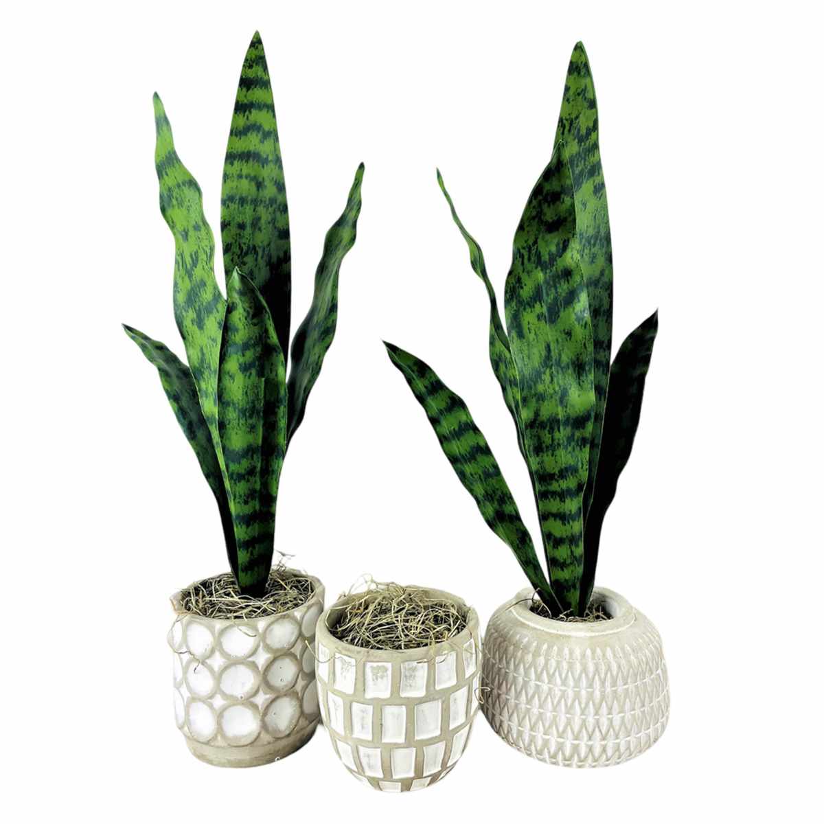 Snake Plant in Cement Pot, 21"