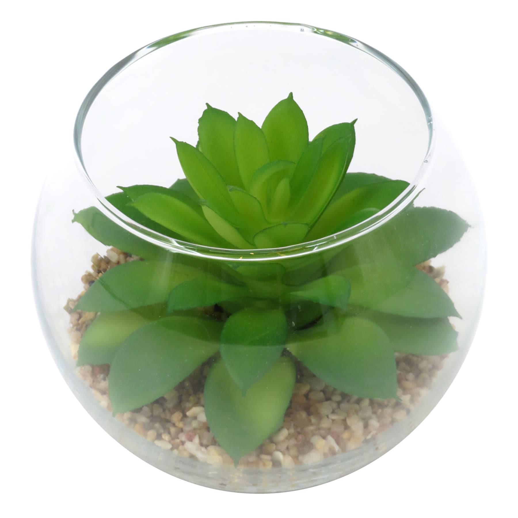 Green Echeveria Succulent in Glass Vase, 3.5"
