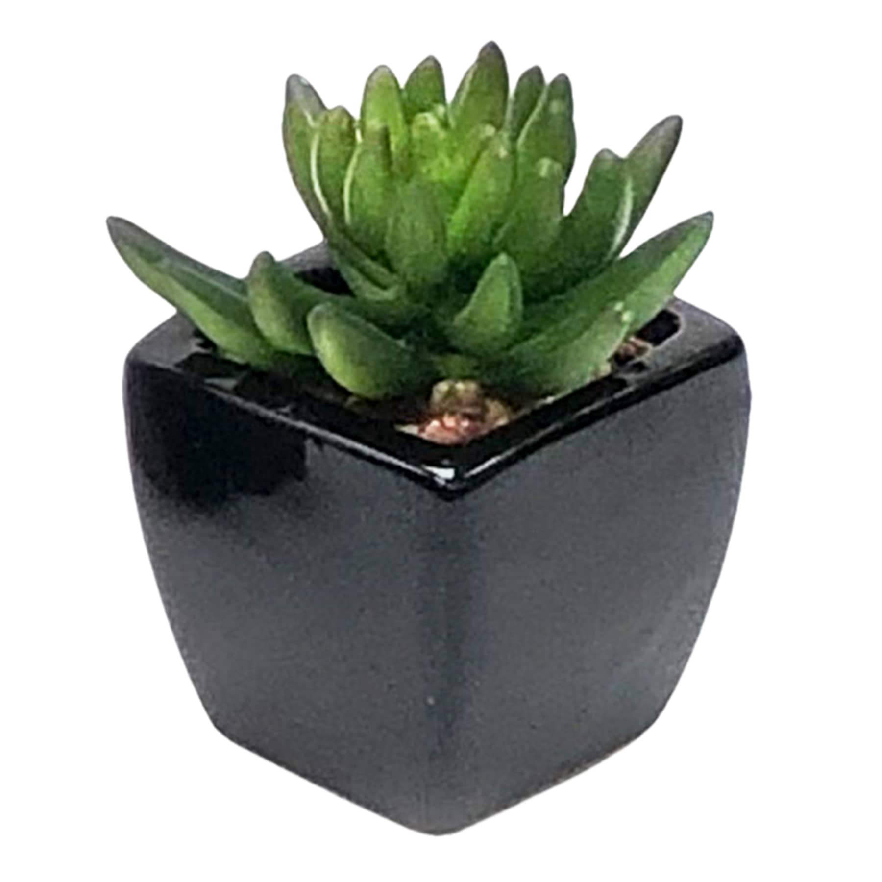 Set of 3 Succulents in Black Square Pots