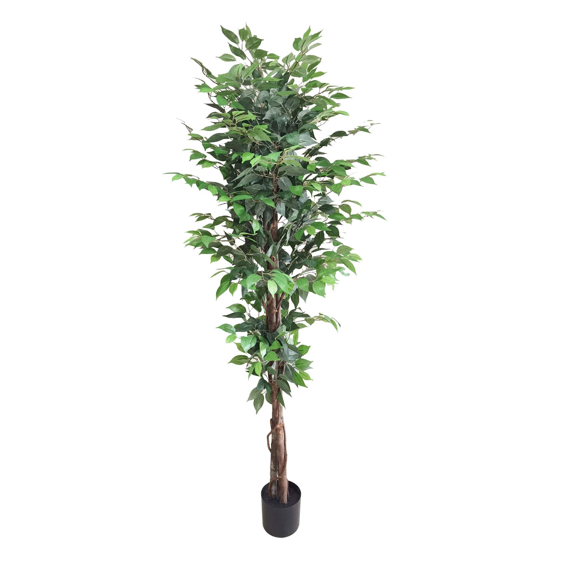 Ficus Tree in Black Pot, 6'