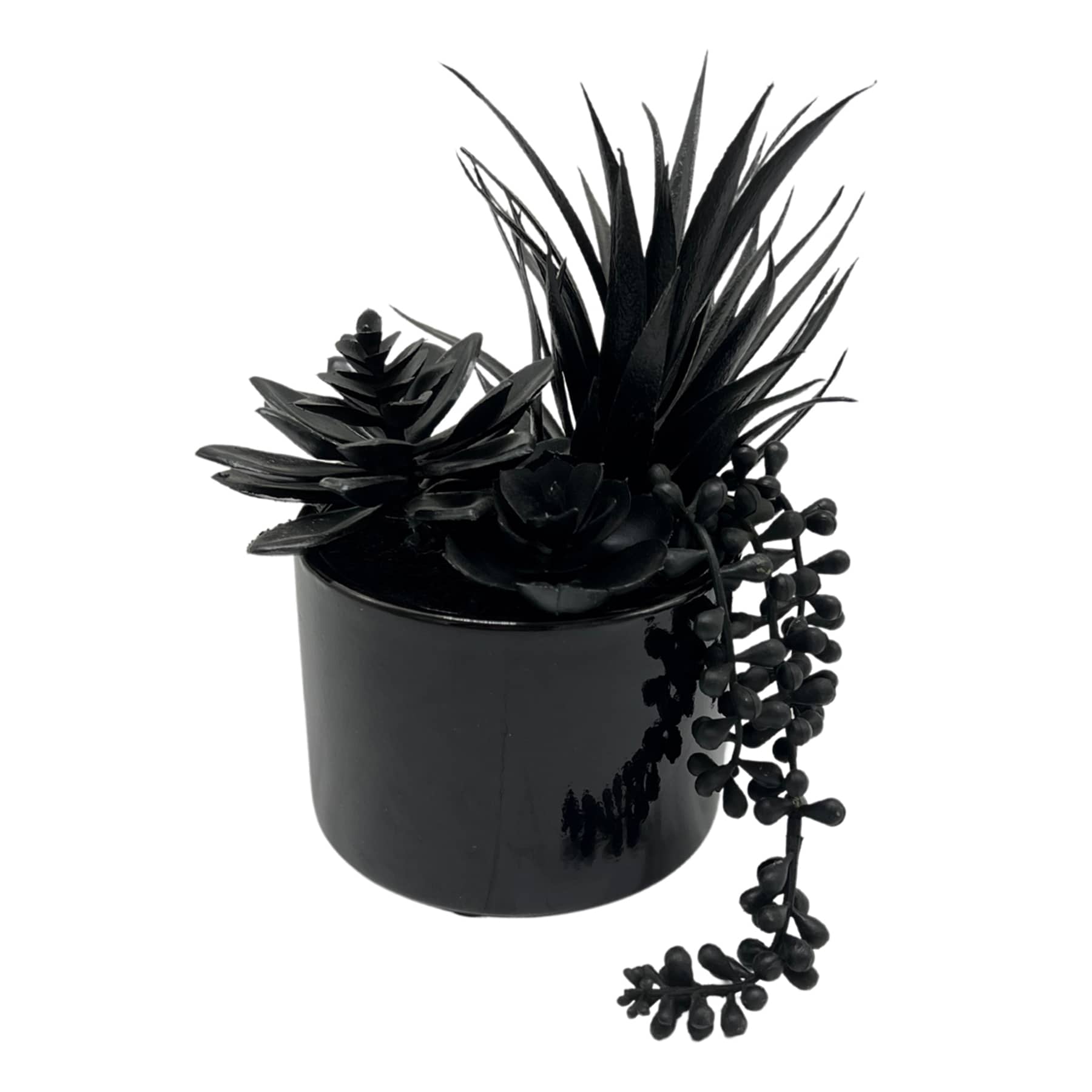 Grim Gardens Black String Pearls Succulent, 8.6"