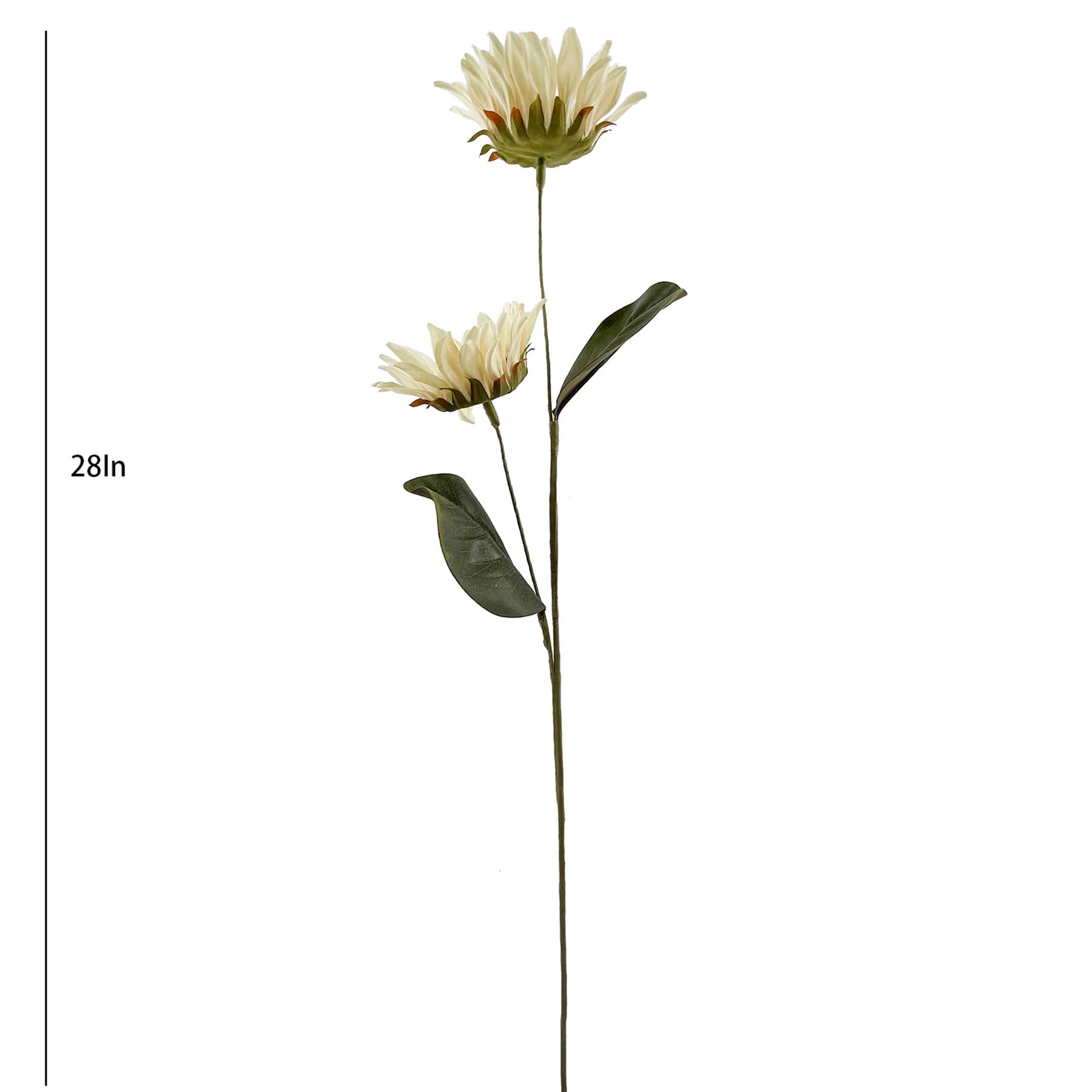 Cream Sunflower Stem, 28"